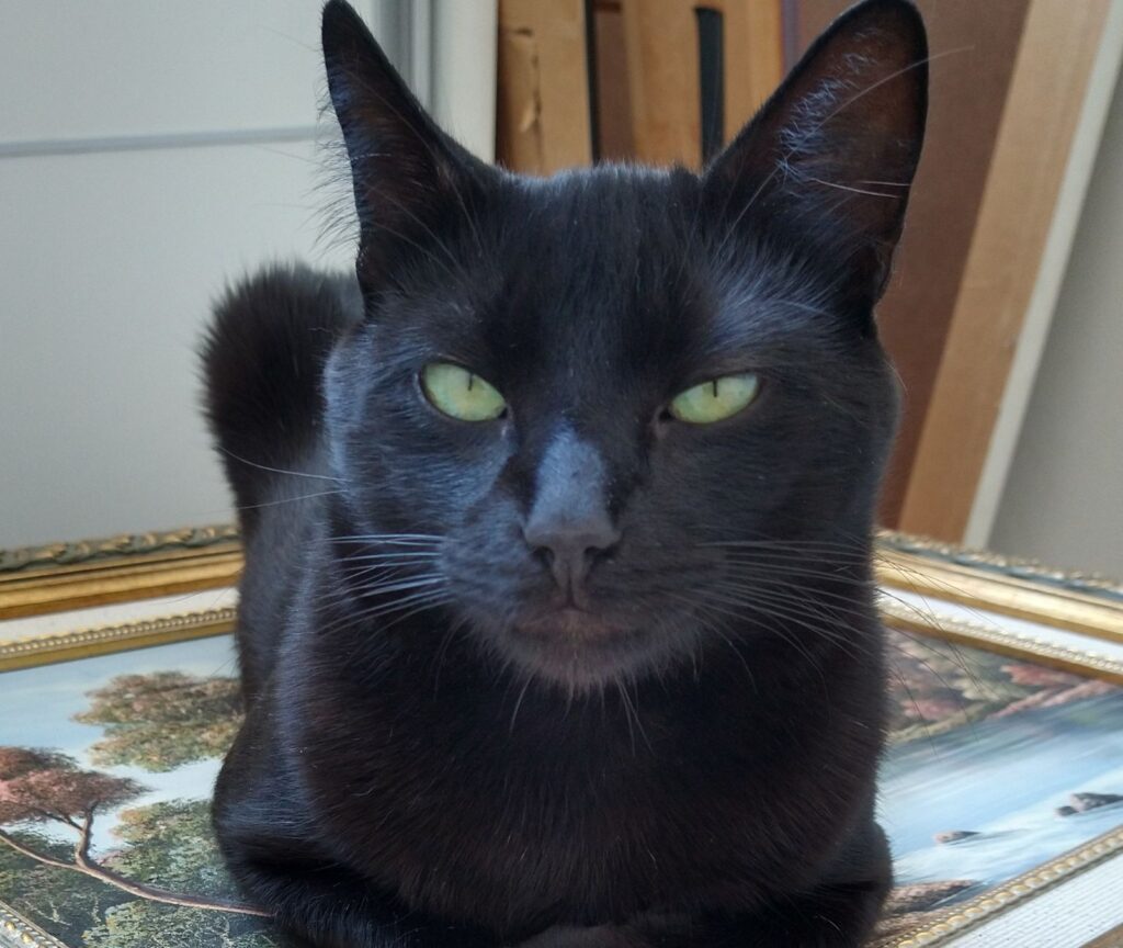 Gato preto de olhos verdes